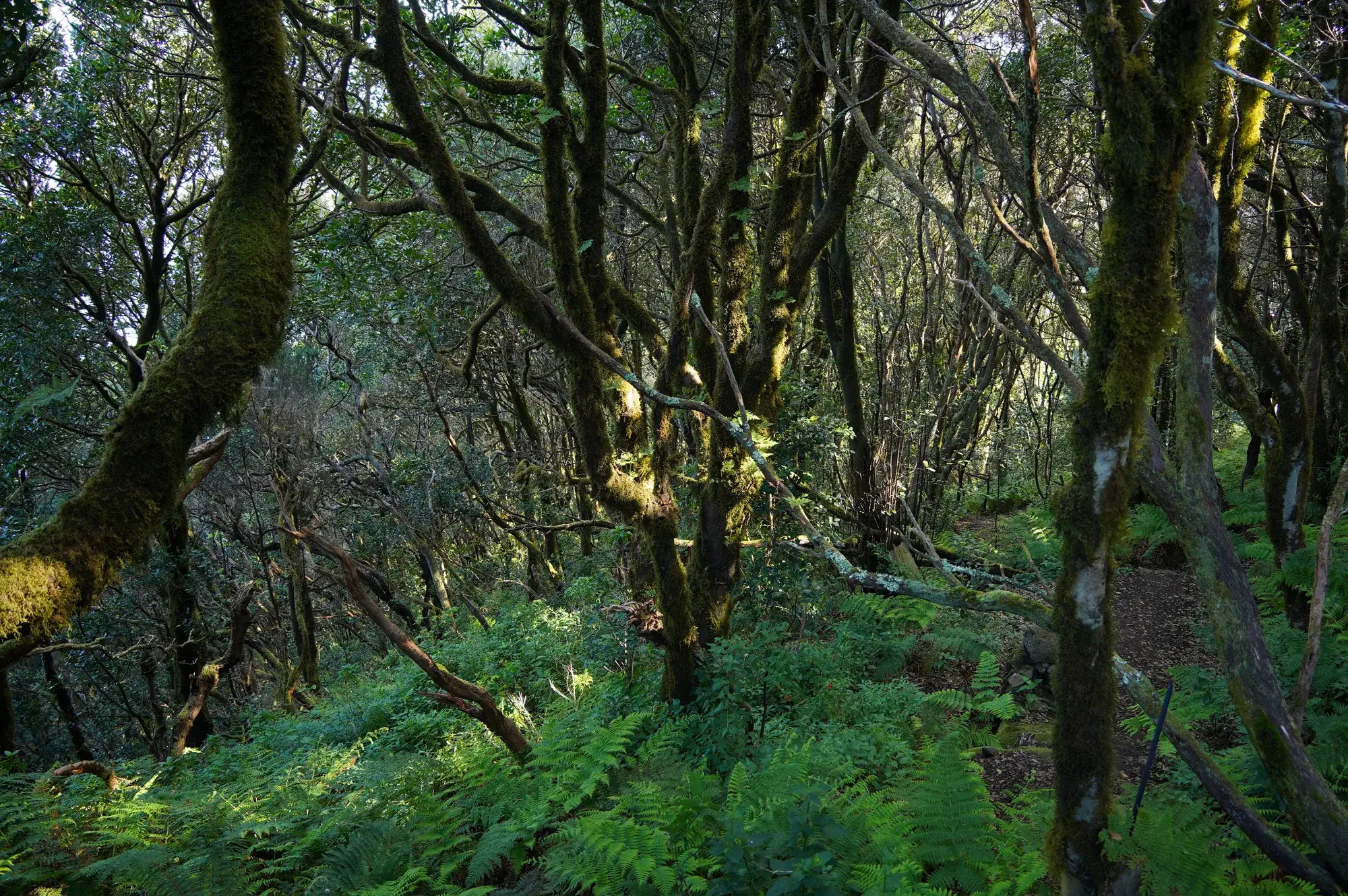 Luz filtrándose entre la laurisilva del macizo de Anaga, en el norte de Tenerife